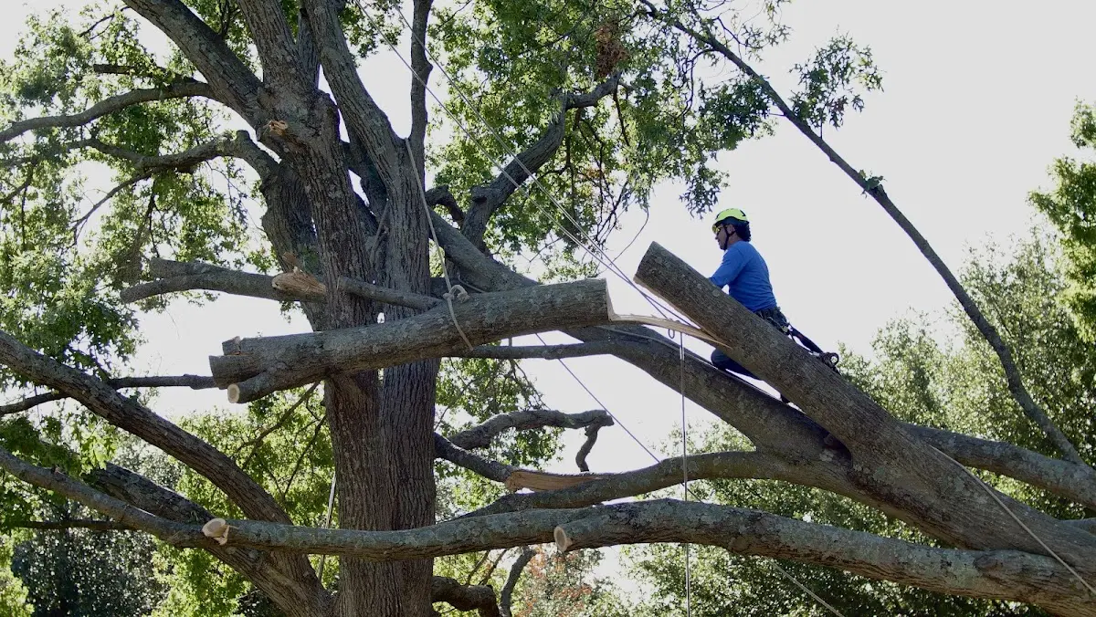 Professional Hazardous Tree Removal performed by certified arborists in Palermo