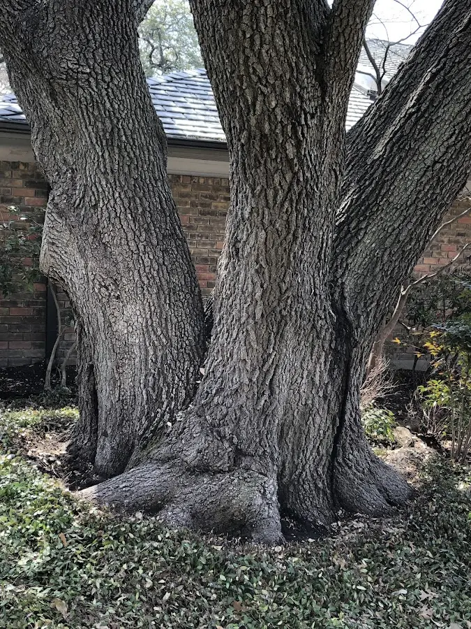 Mature heritage tree close to a Palermo property cared for by certified arborists
